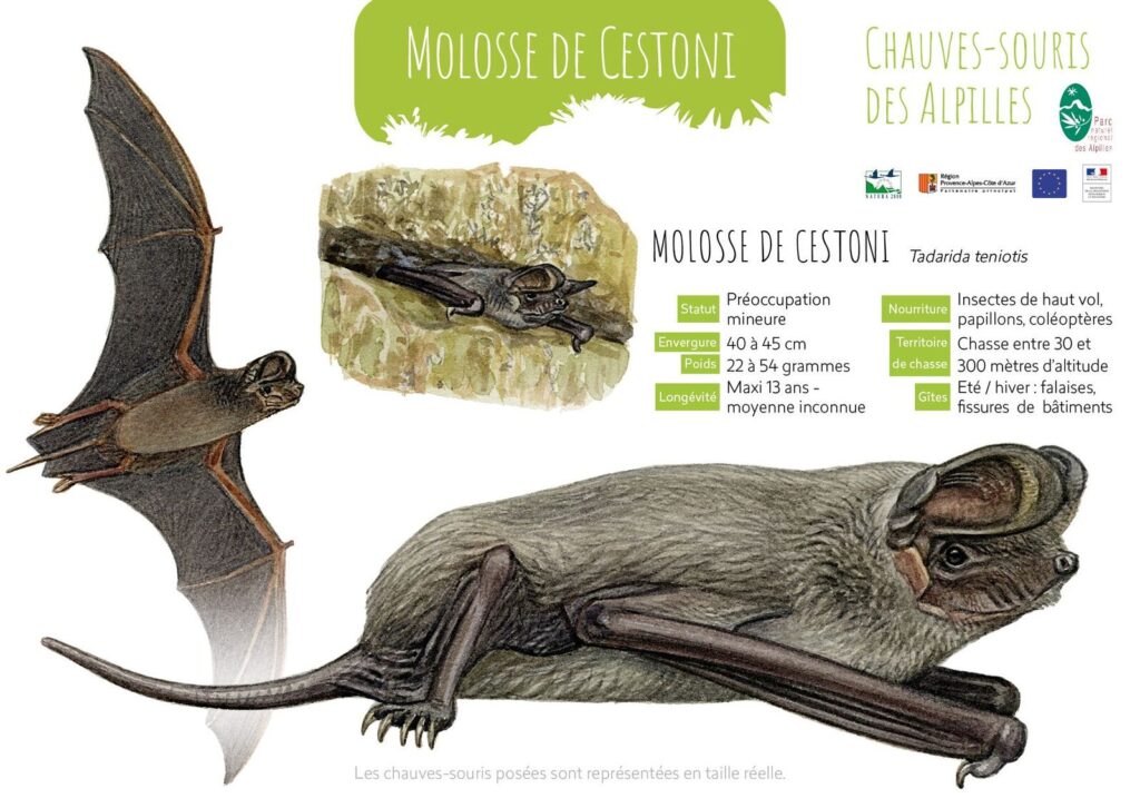 Poster Chauve-souris Alpilles - Parc des Alpilles 2- LPO - F.Desbordes