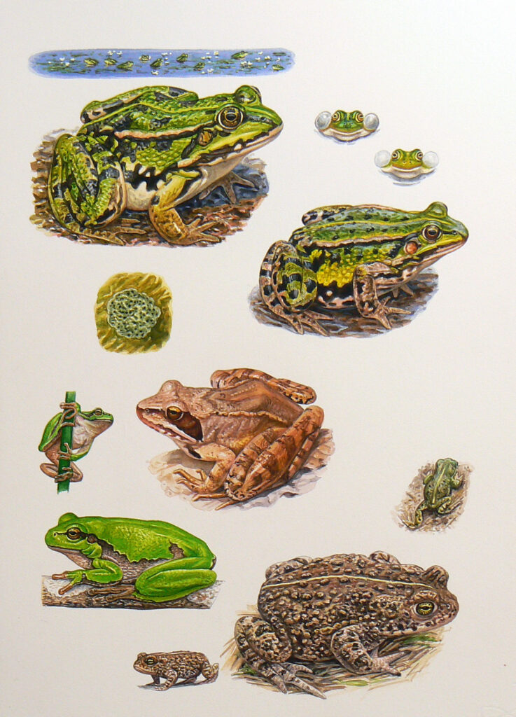 Planche brenne grenouille - F.Desbordes