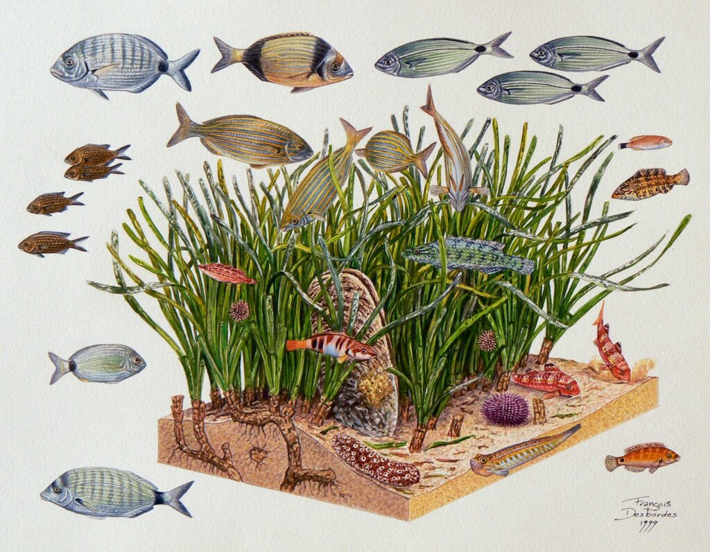 Poissons - Editions Gallimard 1999 - F.Desbordes